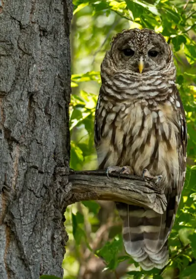 Northern Spotted Owl
